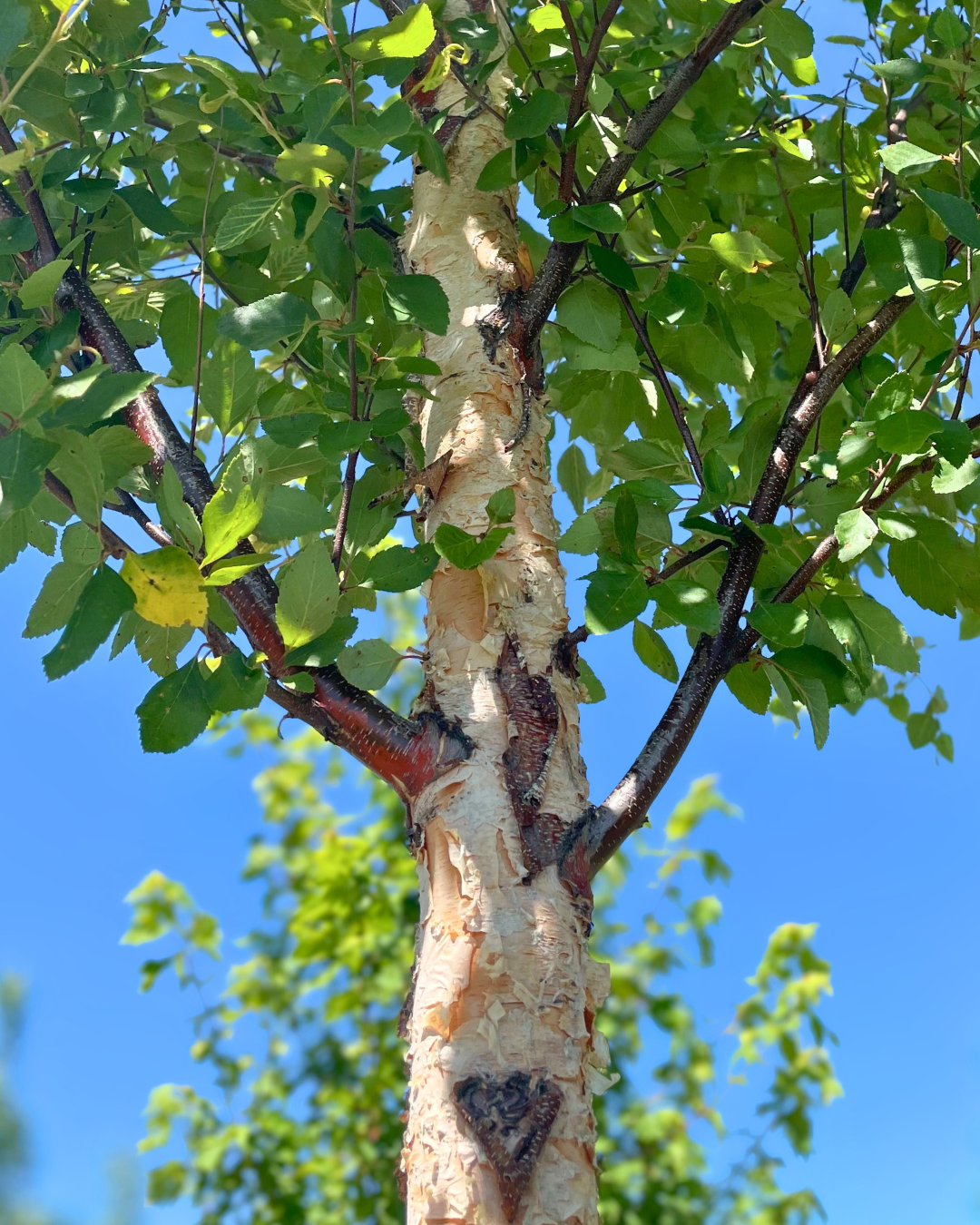 View looking up at a young River Birch tree showing the tree's trunk and lower branching going up toward its green canopy.